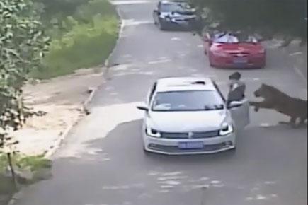 Shocking video: Tiger mauls woman to death in Chinese wildlife park