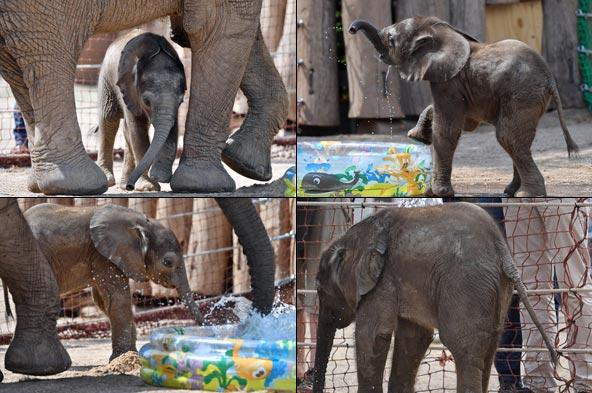 Baby elephant Tamika. Pics/AFP
