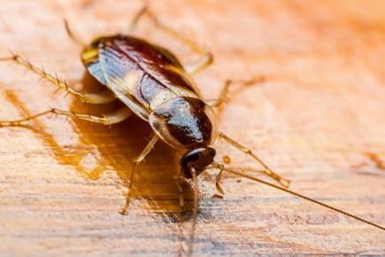 Health: It's true! Cockroach milk has amazing nutrients, say researchers