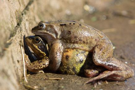 Why some male frogs have sex on land