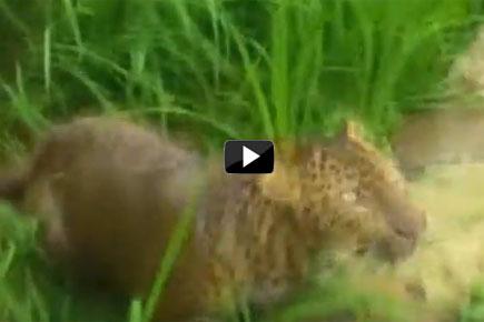 Watch video: Leopard in farms scare villagers