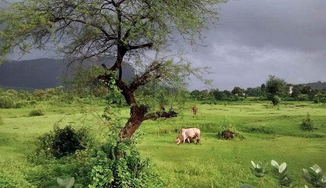 The landscape near the caves is rich with vegetation, especially during the monsoon
