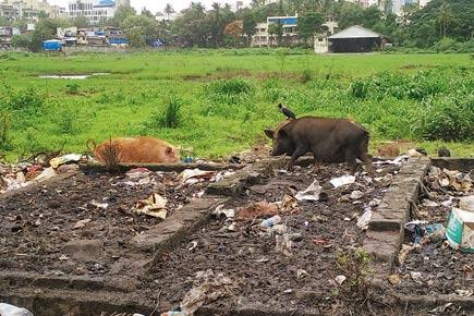 Mumbai: Pigs, stray dogs run amok near ONGC helibase