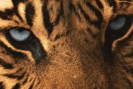 Twitterati celebrate International Tiger Day in a lighter vein
