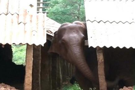 Video: Elephant mourns death of six-month-old calf