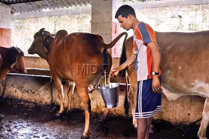 A worker collects cow urine at Keshav Srushti Gaushala at Bhayender. Pic/Sneha Kharabe