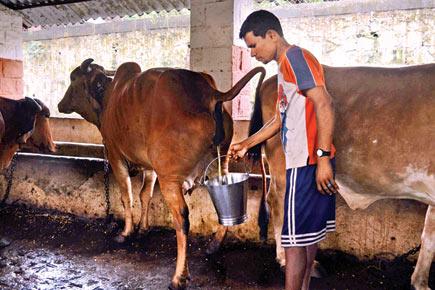 Cow urine has become a booming business in India and this is how!