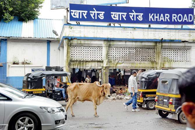 The bovines litter and also cause traffic congestion outside the station. Pics/Pradeep Dhivar and Prabhanjan Dhanu