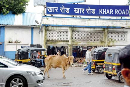 Mumbai: Khar station road chokes on bovines and pigeons