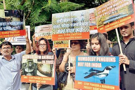 Protests mar Byculla Zoo decision to include Humboldt penguins