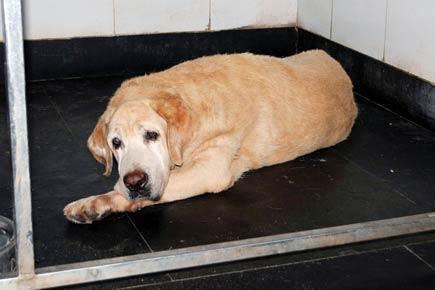 Mumbai: Sole surviving 26/11 canine hero lands in hospital