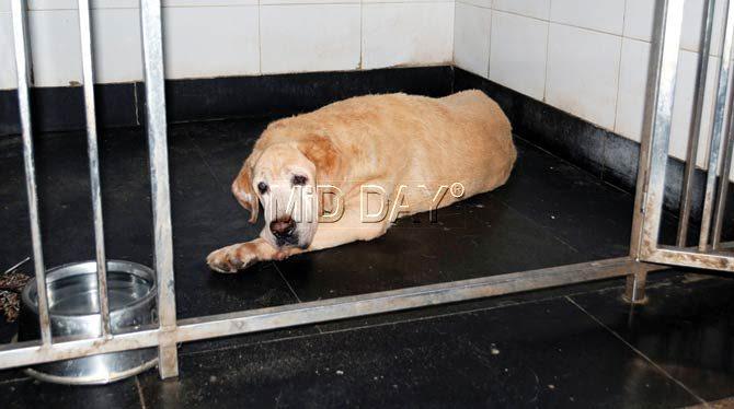 Caesar at BSPCA, where he is being treated. Pic/Datta Kumbhar