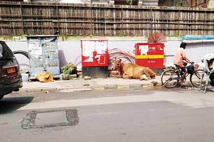 After hawkers, now cow causing woes for Colaba pedestrians