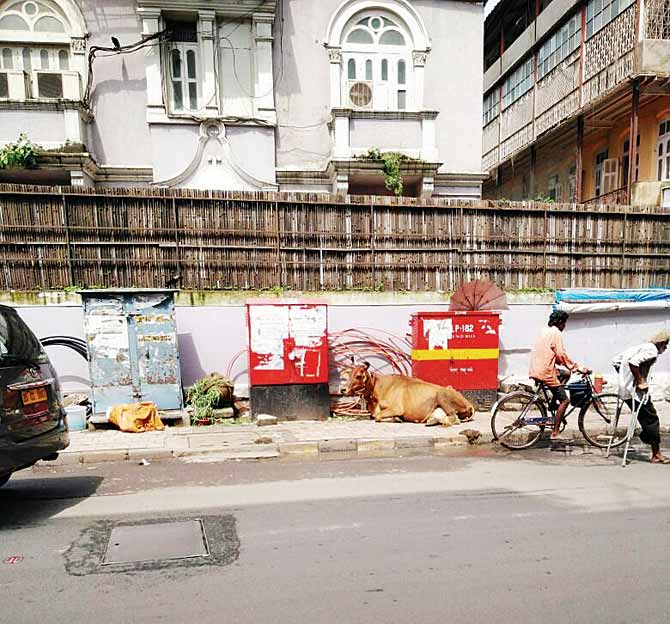 Cow at Colaba footpath which is causing a nuisance 