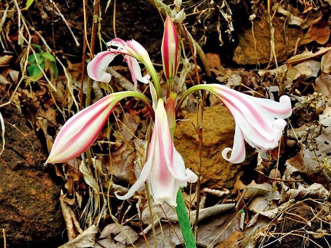 The Crinum latifolium, also known as the Milk and Wine Lily