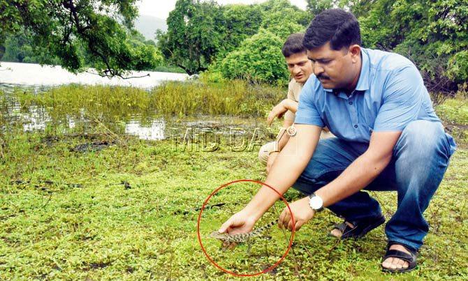 One of the rescued hatchlings (circled) being released into Tulsi lake last evening