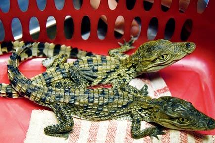 Mumbai: Two baby crocodiles rescued, search on for mother