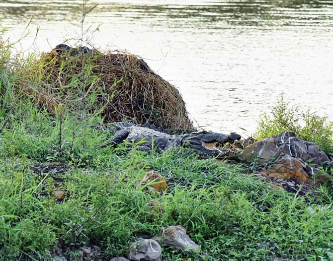 A mugger basks on the banks of Powai lake. File pic for representation