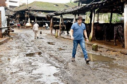Mumbai: Why this cattle shed in Jogeshwari is a health hazard