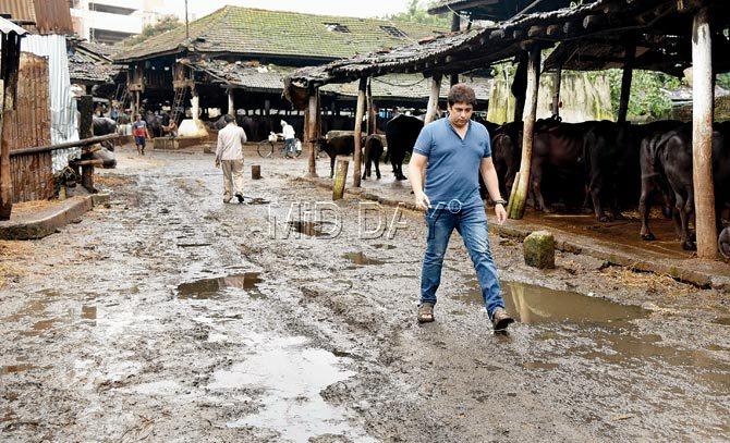 Dilawar Ibrahim walks through the poorly kept cattle shed. Pics/Nimesh Dave