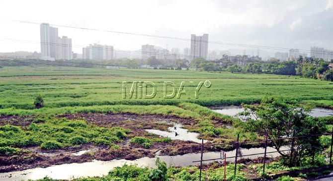 The Kanjurmarg plot where MMRC said it could build the car depot. Pic/Sneha Kharabe