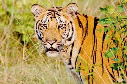 Wildlife lovers announce Rs 50,000 reward for tiger missing from Nagpur sanctuary