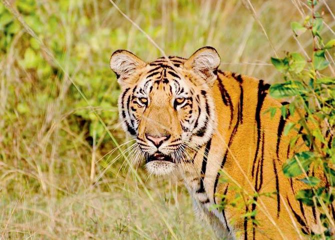 Wildlife lovers have also requested that the search for Jai be started with the help of the Special Tiger Protection Force. Pic/Amit Panariya
