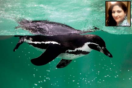 From Mumbai to NY, activists say don't bring penguins to Byculla Zoo