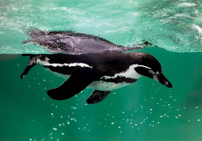 Despite opposition from animal lovers, six Humboldt penguins are scheduled to arrive at Byculla Zoo next week. Pic for representation/AFP