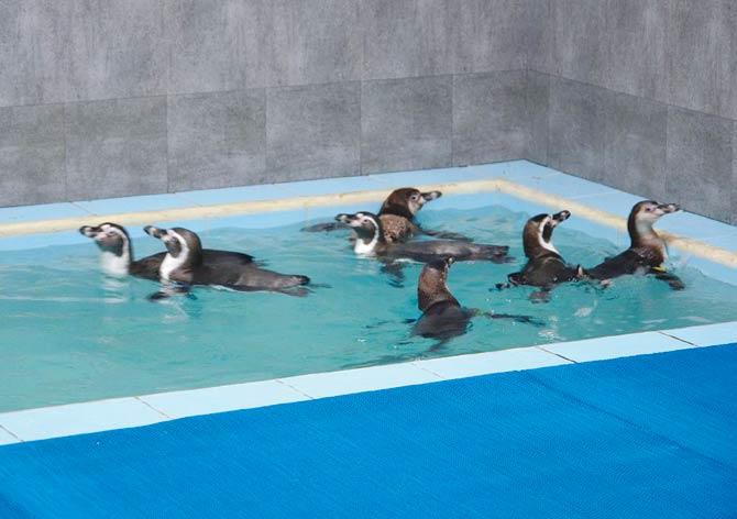 Within hours of their arrival, the penguins were seen taking a dip in their private pool
