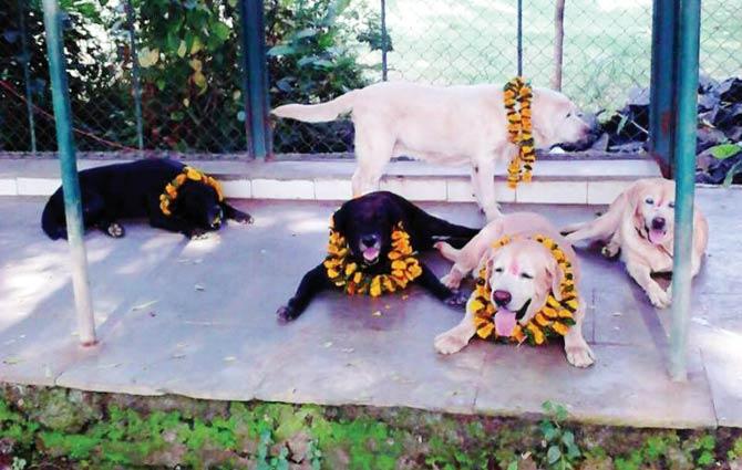 Caesar and his friends at Fizzah Shah’s farmhouse