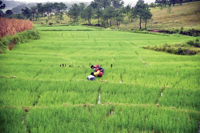 Planting paddy in a terrace field near Shillong. A good monsoon means bright prospects for the economy. Pic/AFP