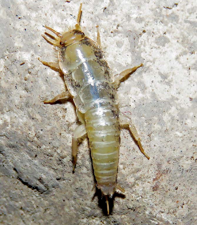 Silverfish, a primitive wingless insect