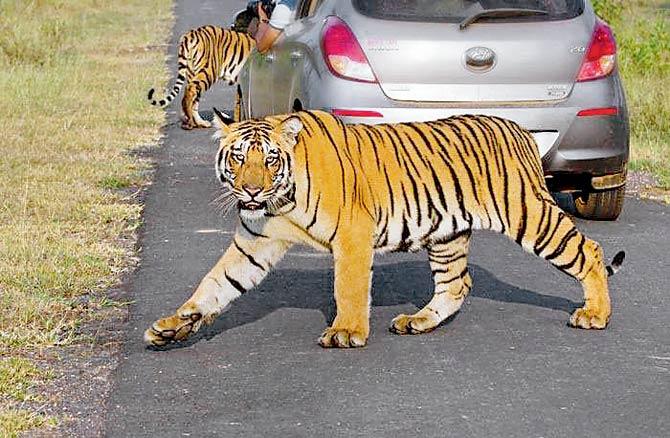 Jai had travelled more than 100 km to get to the sanctuary, where he went on to sire more than 20 cubs. Pic/Amit Panariya