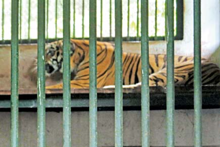 Mumbai: 3 months in isolation will teach tigers to interact with humans