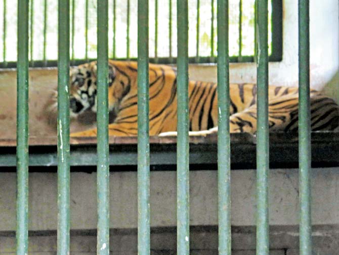 The tigresses, who were earlier living in a three-hectare area, are facing a space crunch in SGNP, where they have been put in 15X10 ft enclosures
