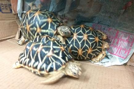 Mumbai: Woman caught smuggling rare tortoises at Dadar railway station