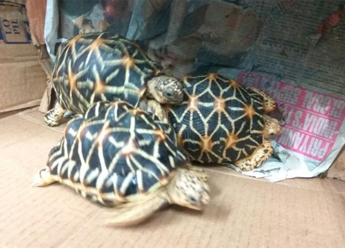 Star turtles