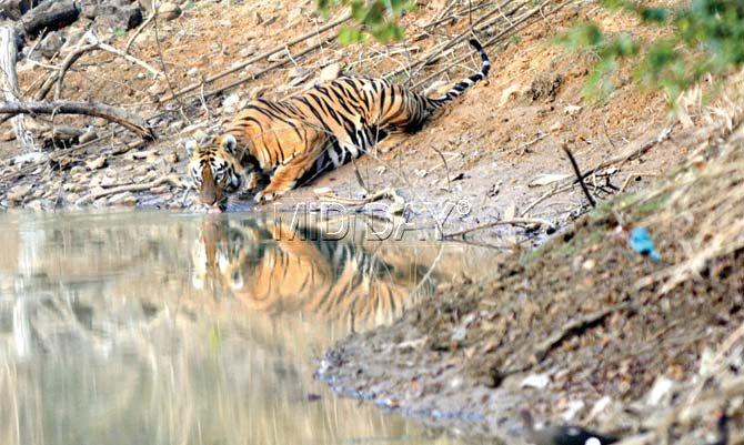 A tiger near a watering hole in Tadoba Andhari National Park. Pic/Pradeep Dhivar