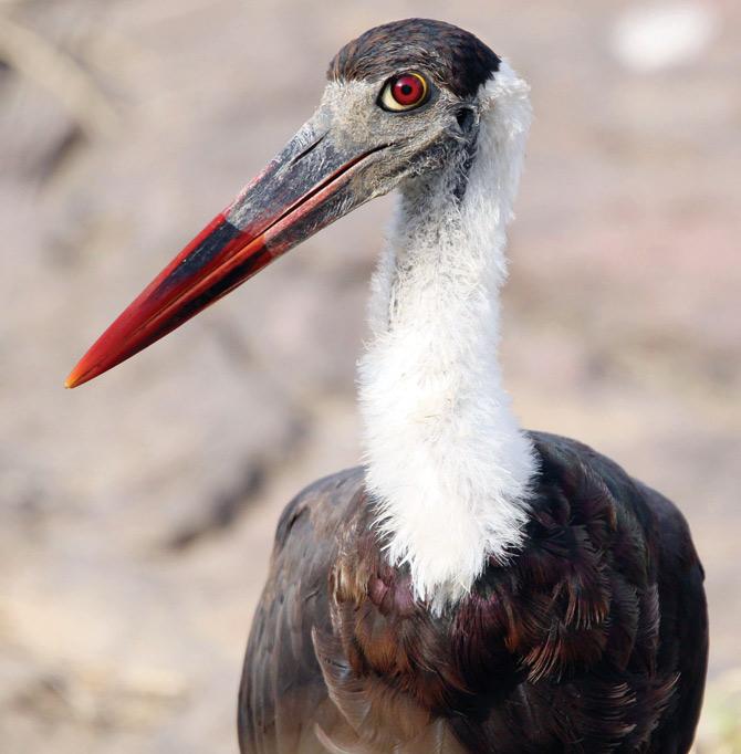 Woolly Necked Stork, Ranthambore National Park, Rajasthan
