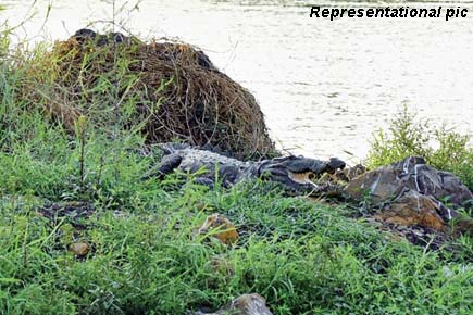 Mumbai: SGNP on alert after crocodile is spotted near picnic spot
