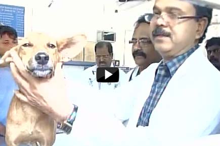 Video: Doctor conducts check-up on dog thrown off terrace in Chennai