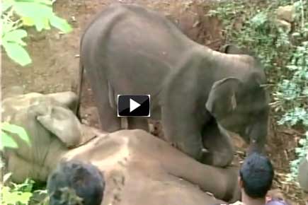 Heart-breaking video: Baby elephant tries to wake up dead mom