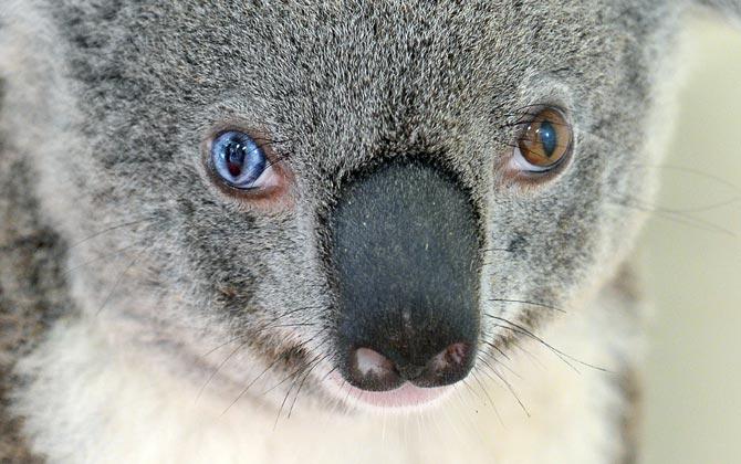 Koala Bowie. Pics/AFP