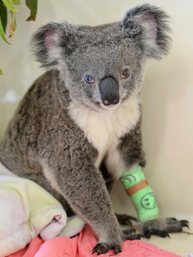 Koala Bowie recuperates. Pics/AFP