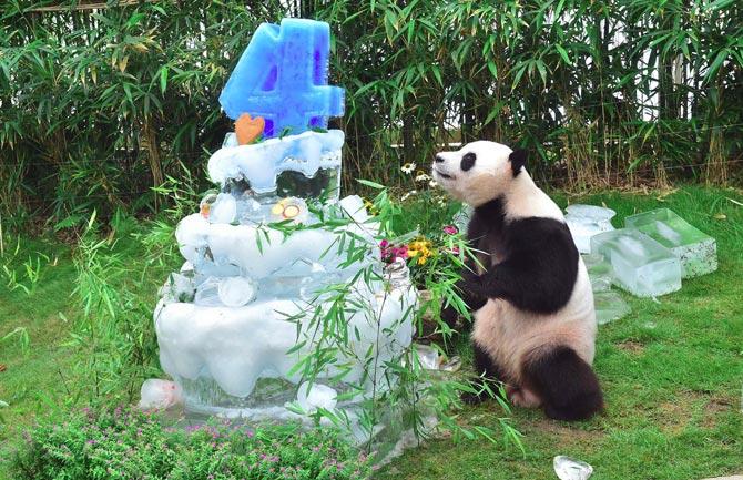 Panda Le Bao plays with his ice cake during a birthday event for a pair of giant pandas at South Korea