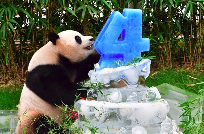 Panda Le Bao plays with his ice cake during a birthday event for a pair of giant pandas at South Korea