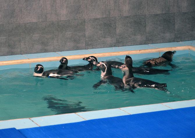 The Humboldt penguins are the first animals imported by the zoo since 2005.