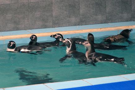 They are in Aamchi Mumbai! Humboldt Penguins reach Byculla zoo