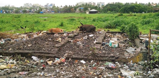 Pigs scan the rotting garbage that is being dumped haphazardly near the ONGC helibase